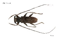 藏品(家天牛)的圖片